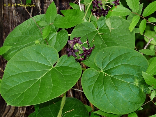 {Matelea carolinensis}